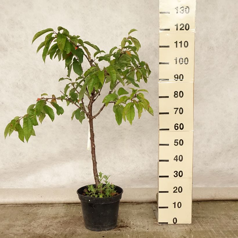 Exemplar von Süßkirsche Van - Prunus avium Topf mit 7,5L/10L, Gobelet-Form wie im Sommer geliefert