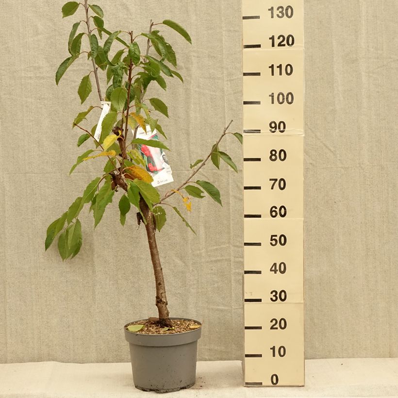 Exemplar von Sauerkirsche Belle Magnifique - Prunus cerasus Topf mit 7,5L/10L, Gobelet-Form wie im Herbst geliefert