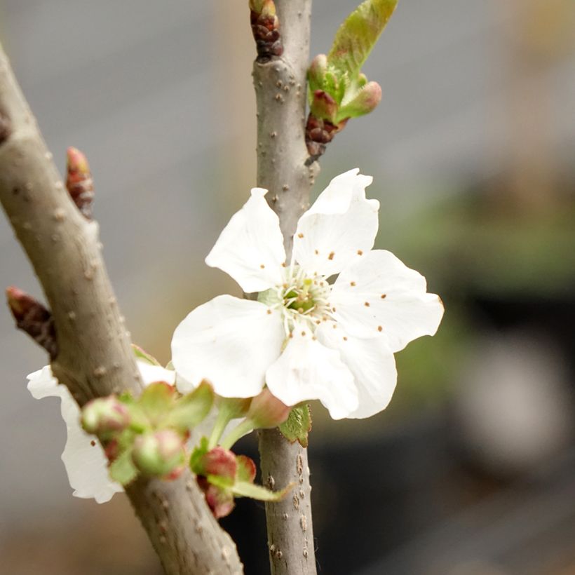 Süßkirsche Sylvia - Prunus avium (Blüte)