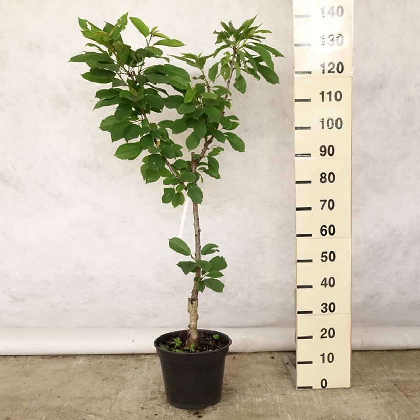 Exemplar von Süßkirsche Sylvia - Prunus avium Topf mit 7,5L/10L, Gobelet-Form wie im Sommer geliefert