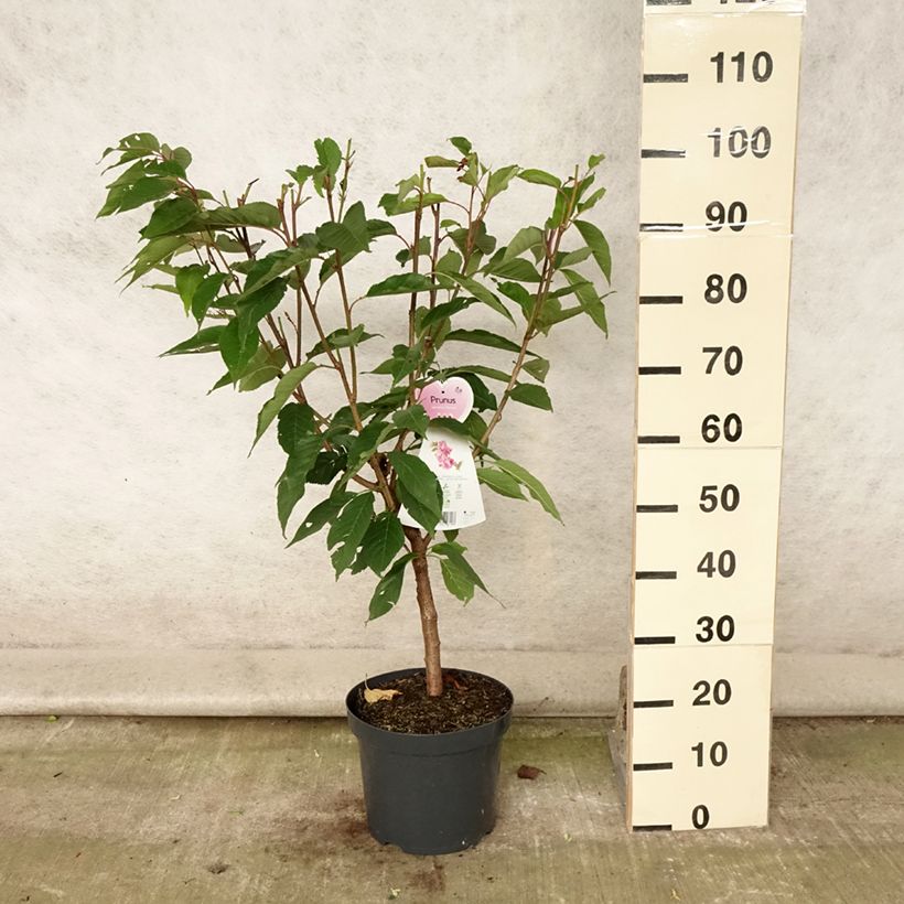 Exemplar von Zierkirsche Kanzan - Prunus serrulata Topf mit 7,5L/10L wie im Sommer geliefert