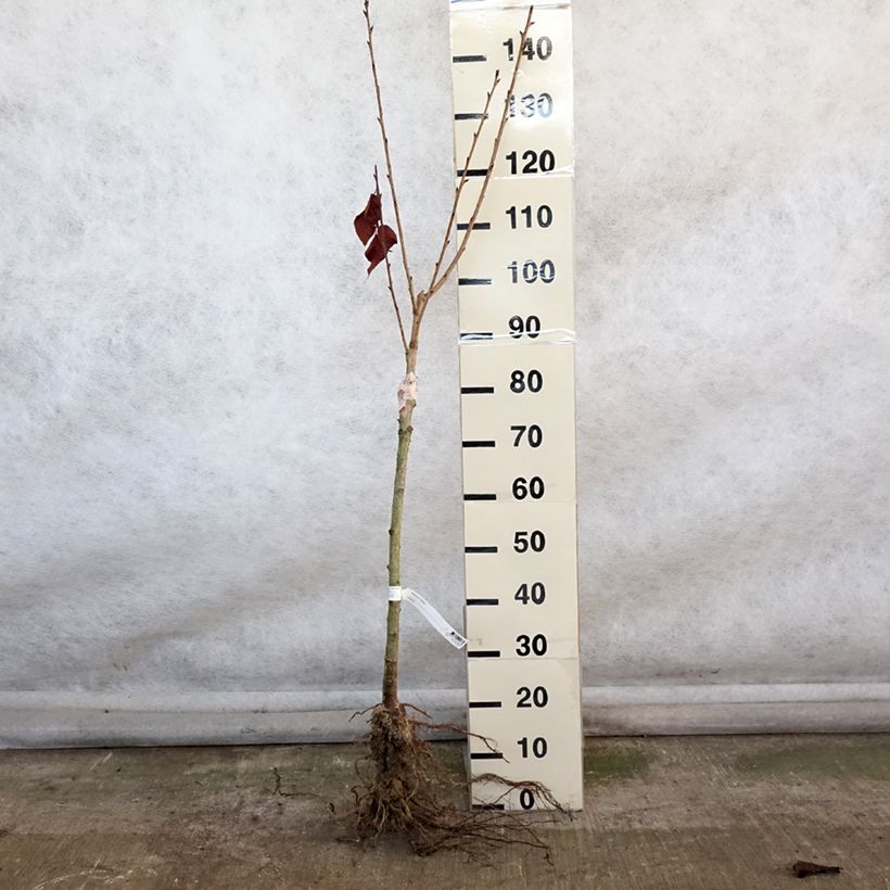 Exemplar von Zierkirsche Kanzan - Prunus serrulata Wurzelnackt wie im Winter geliefert