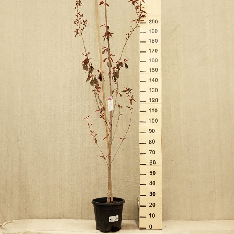 Exemplar von Zierkirsche Royal Burgundy - Prunus serrulata Topf mit 12L/15L wie im Sommer geliefert
