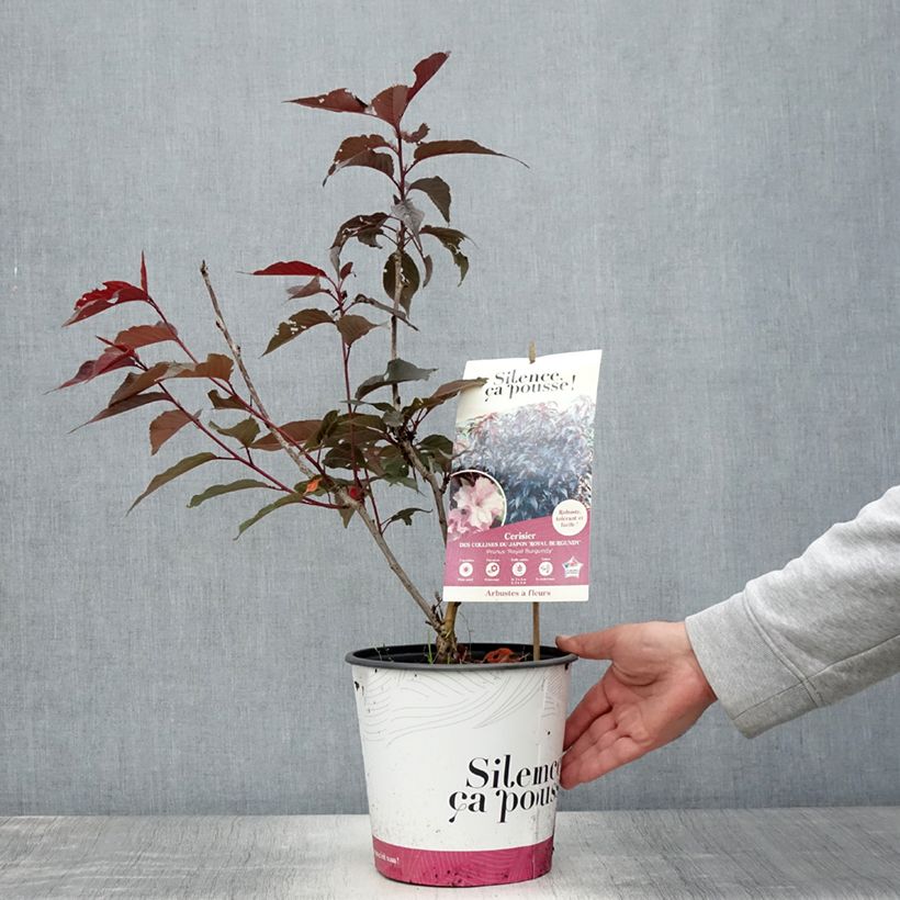 Exemplar von Zierkirsche Royal Burgundy - Prunus serrulata Topf mit 4L/5L wie im Sommer geliefert