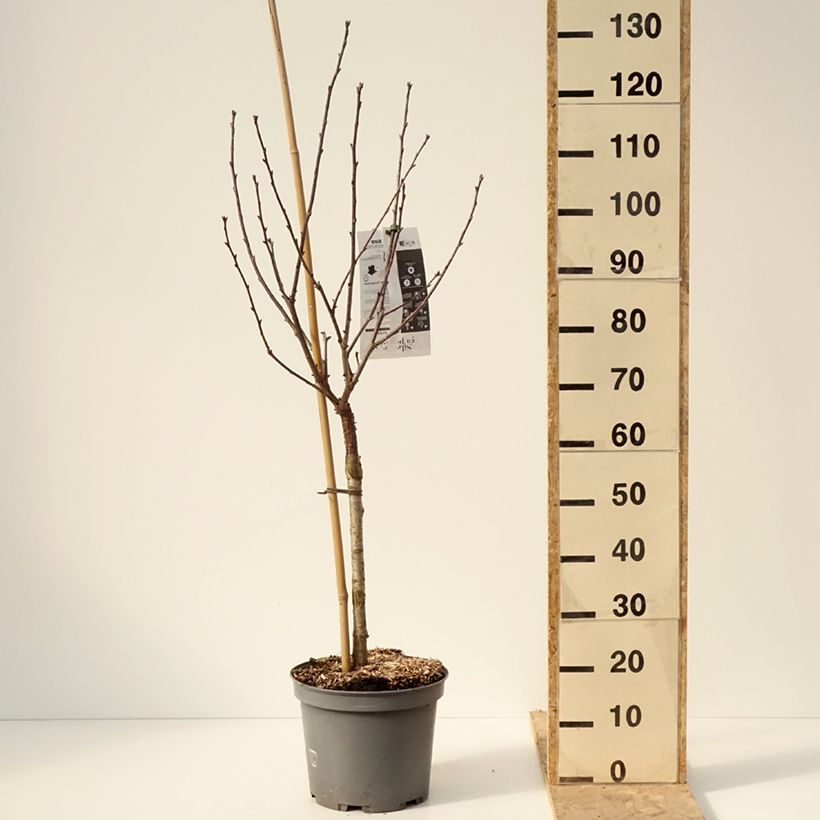 Exemplar von Sauerkirsche Griottier Griotte de Montmorency - Prunus cerasus Topf mit 7,5L/10L, Gobelet-FormGelieferte Höhe ca. 125/150cm wie im Winter geliefert