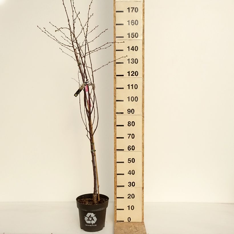 Exemplar von Sauerkirsche Kelleriis16 Bio - Prunus cerasus Topf mit 4L/5L, 1/4 StängelGelieferte Höhe ca. 60/80cm wie im Frühjahr geliefert