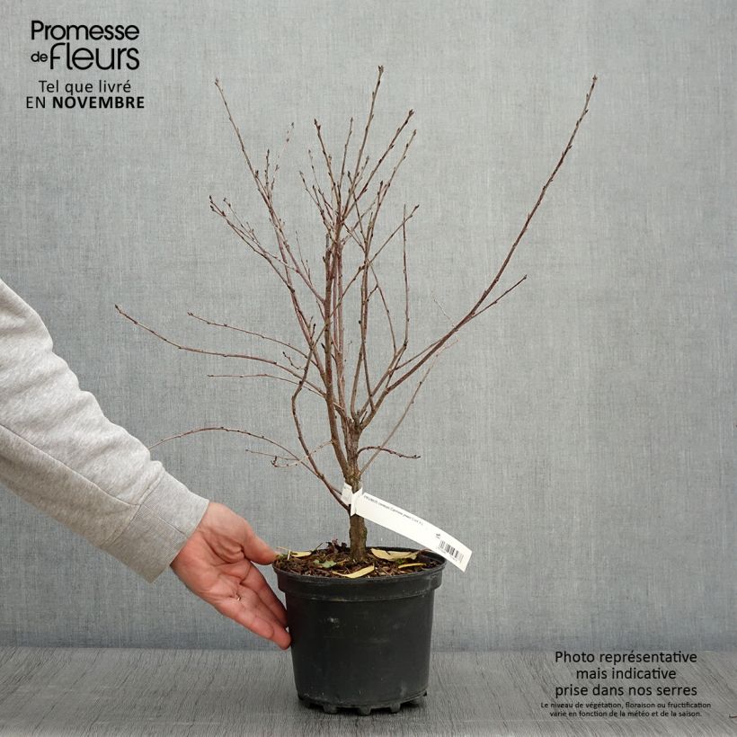 Exemplar von Sauerkirsche Carmine Jewel - Prunus cerasus x fruticosa Topf mit 2L/3L wie im Herbst geliefert