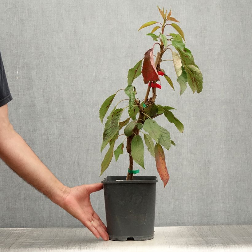Exemplar von Sauerkirsche Fruit Me Cherry Me Lapins - Prunus cerasus Topf mit 4L/5L, Zwergform wie im Sommer geliefert