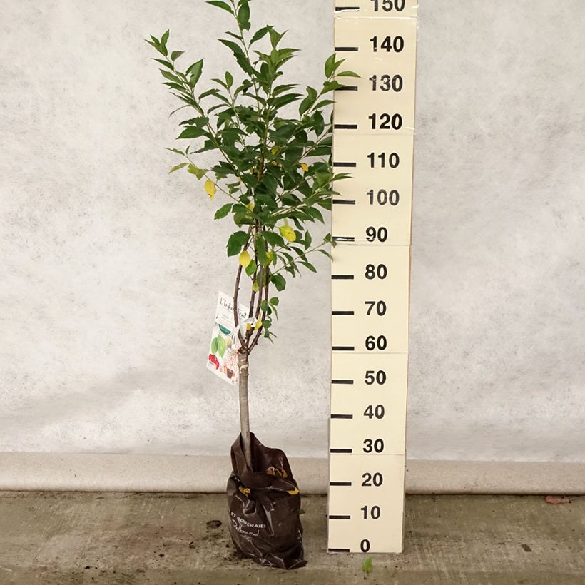 Exemplar von Cerisier nain Griotella - Georges Delbard Motte Prêt-à-planter wie im Sommer geliefert