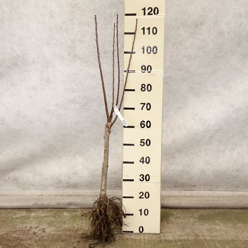 Exemplar von Sauerkirsche Maynard - Prunus cerasus Wurzelnackt, 1/4 Stängel wie im Herbst geliefert