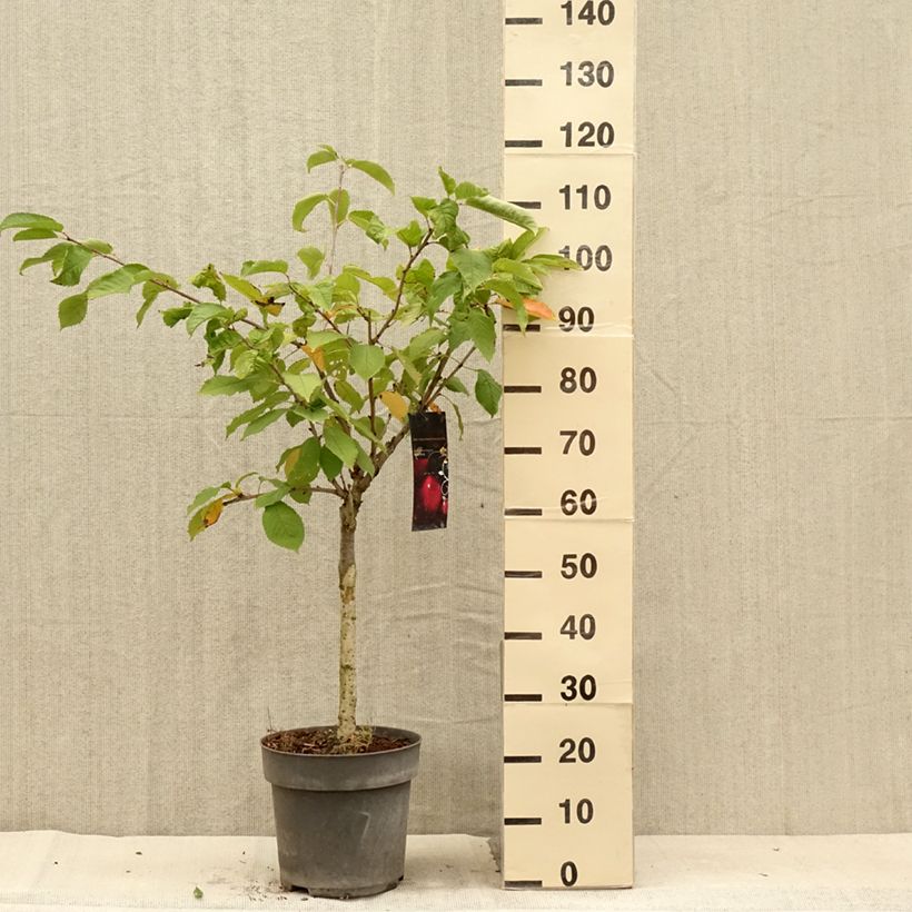Exemplar von Süßkirsche Piemont - Prunus avium Topf mit 7,5L/10L wie im Sommer geliefert