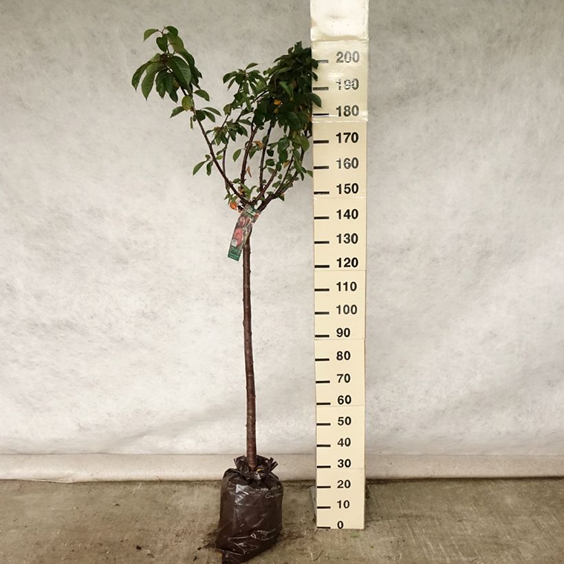Exemplar von Sauerkirsche Cerise Allégria Delbard delkarsun - Prunus cerasus Plug "Fertig-zum-Pflanzen", Halbstamm wie im Sommer geliefert