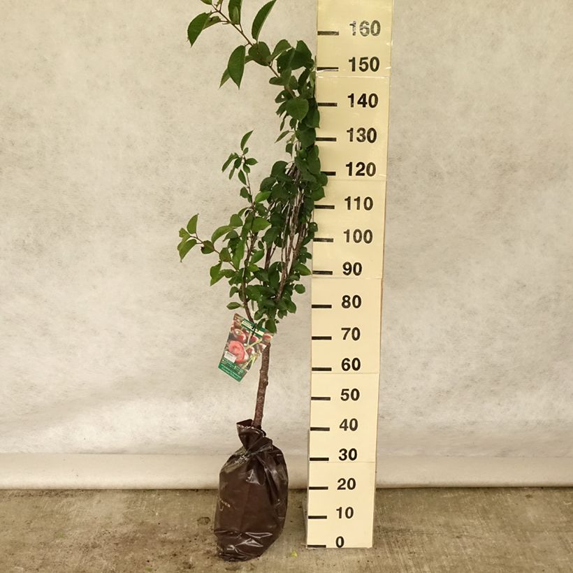 Exemplar von Sauerkirsche Cerise Allégria Delbard delkarsun - Prunus cerasus Plug "Fertig-zum-Pflanzen", Gobelet-Form wie im Sommer geliefert