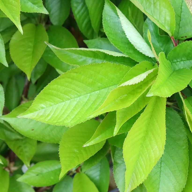 Sauerkirsche Rainier - Prunus cerasus (Laub)