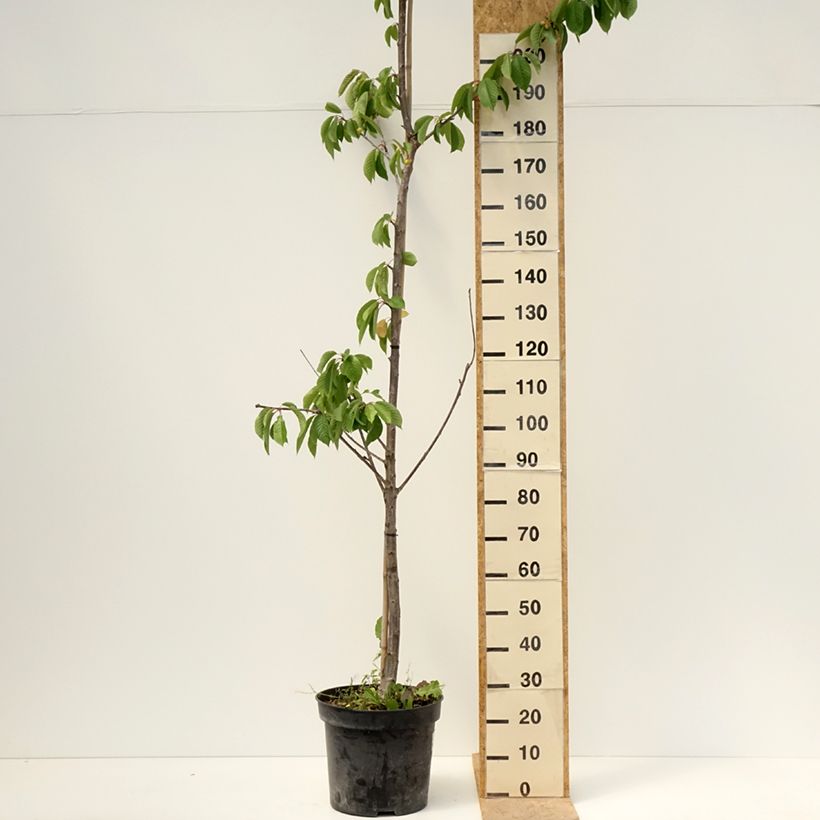 Exemplar von Süßkirsche Staccato - Prunus avium Topf mit 20L/25L, Halbstamm wie im Frühjahr geliefert