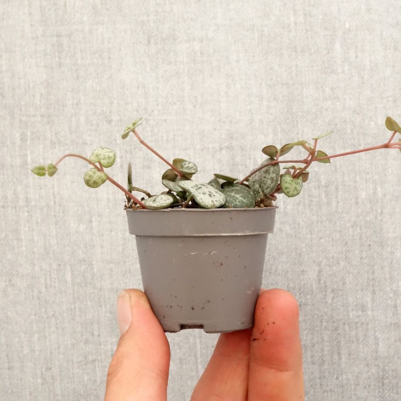 Exemplar von Leuchterblume - Ceropegia woodii Mini-plante wie im Frühjahr geliefert
