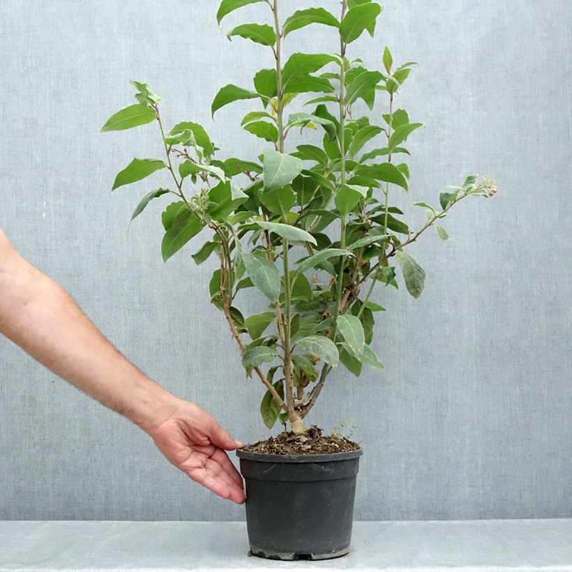 Exemplar von Cestrum fasciculatum Newellii - Roter Hammerstrauch Topf mit 3L/4L wie im Sommer geliefert