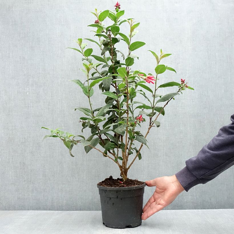 Exemplar von Cestrum fasciculatum Newellii - Roter Hammerstrauch Topf mit 3L/4L wie im Frühjahr geliefert