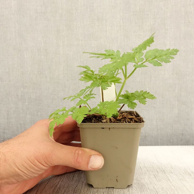Exemplar von Chaerophyllum hirsutum Roseum - Rauhhaariger Kälberkropf Kleine Töpfe von 8/9 cm wie im Herbst geliefert