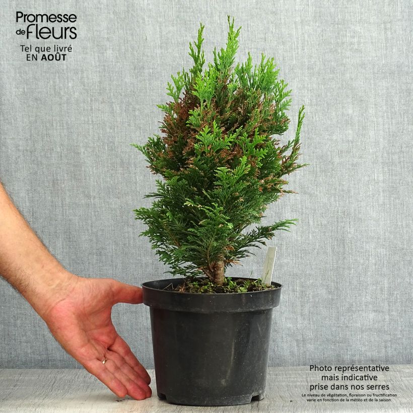 Exemplar von Chamaecyparis lawsoniana Minima Glauca Topf mit 2L/3L wie im Sommer geliefert