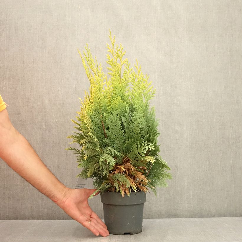 Exemplar von Chamaecyparis lawsoniana Alumigold Topf mit 2L/3L wie im Sommer geliefert