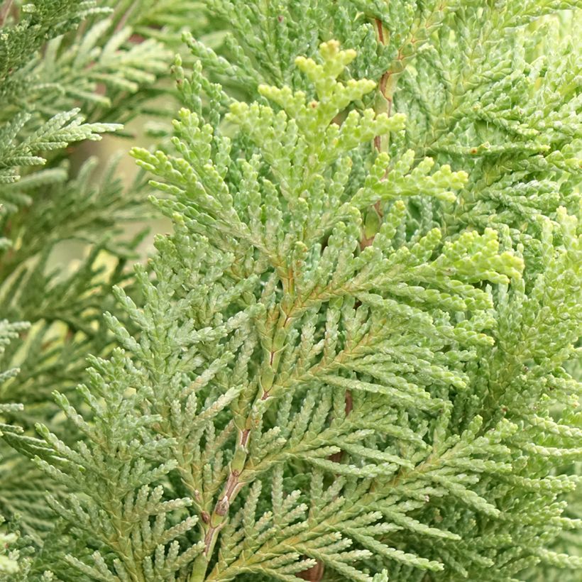 Chamaecyparis lawsoniana Alumigold (Laub)