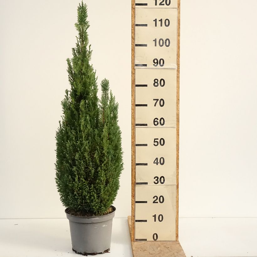Exemplar von Chamaecyparis lawsoniana Elwoodii Topf mit 7,5L/10L wie im Sommer geliefert