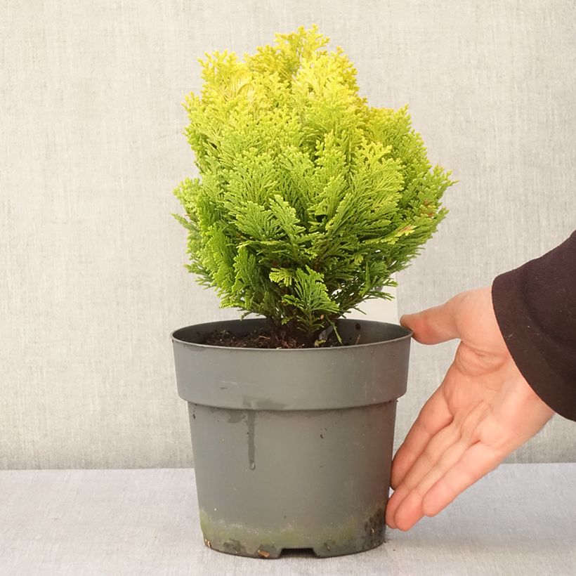 Exemplar von Chamaecyparis lawsoniana Minima Aurea - Cyprès de Lawson nain - Pot de 2L/3L wie im Frühjahr geliefert
