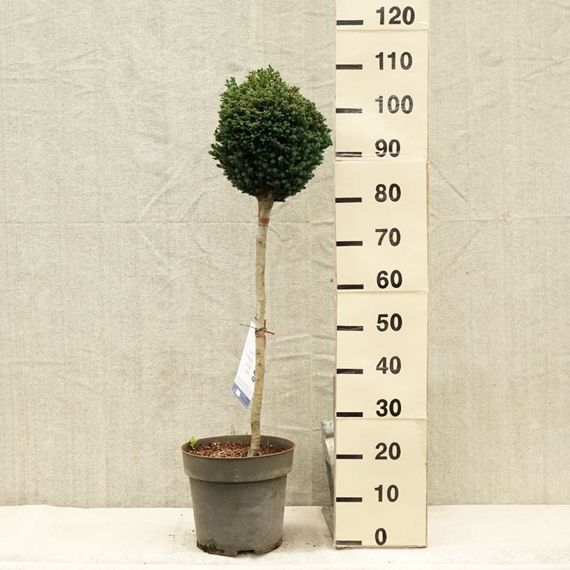 Exemplar von Chamaecyparis lawsoniana Rimpelaar - Cyprès de Lawson nain - Pot de 7,5L/10L - sur tige wie im Sommer geliefert