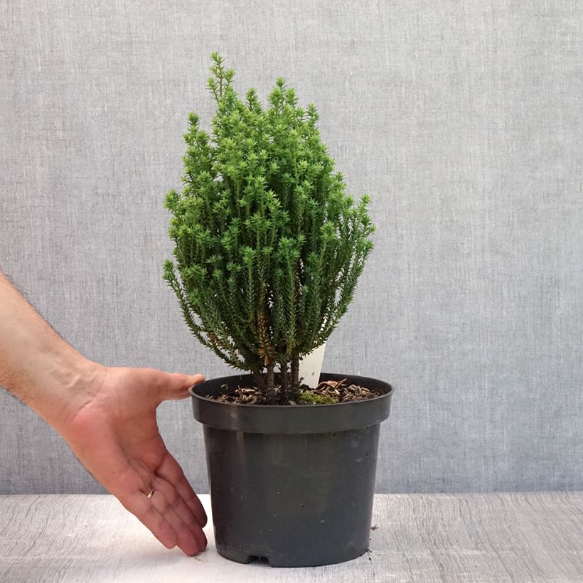 Exemplar von Chamaecyparis thyoides Blue Rock Topf mit 2L/3L wie im Sommer geliefert