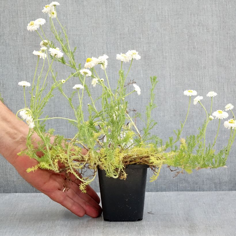 Exemplar von Chamaemelum nobile Flore Pleno - Römische Hundskamille Kleine Töpfe von 8/9 cm wie im Sommer geliefert