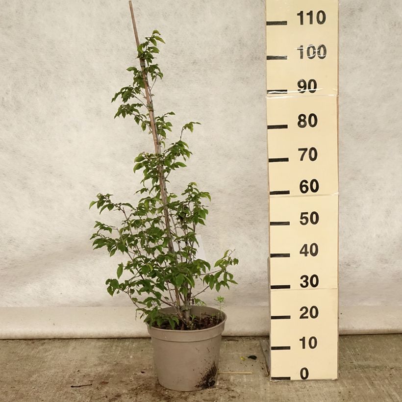 Exemplar von Europäische Hopfenbuche - Ostrya carpinifolia Topf mit 7,5L/10L wie im Sommer geliefert