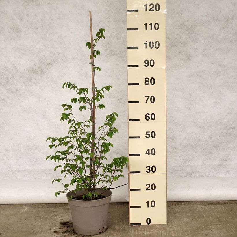 Exemplar von Europäische Hopfenbuche - Ostrya carpinifolia Topf mit 7,5L/10LGelieferte Höhe ca. 60/80cm wie im Frühjahr geliefert