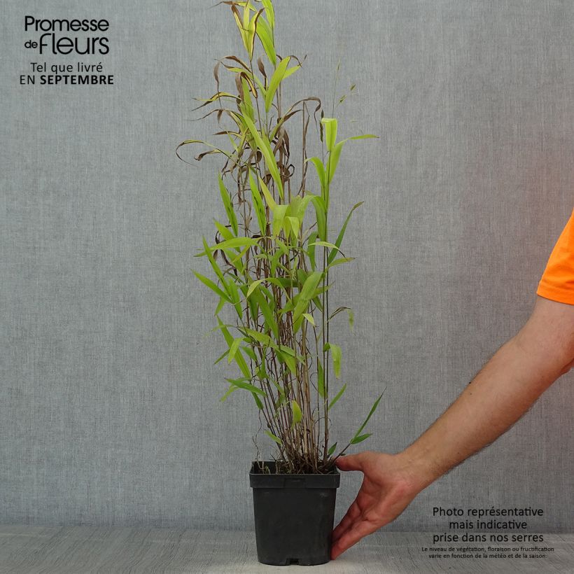 Exemplar von Chasmanthium latifolium - Plattähren-Gras Topf mit 2L/3L wie im Sommer geliefert