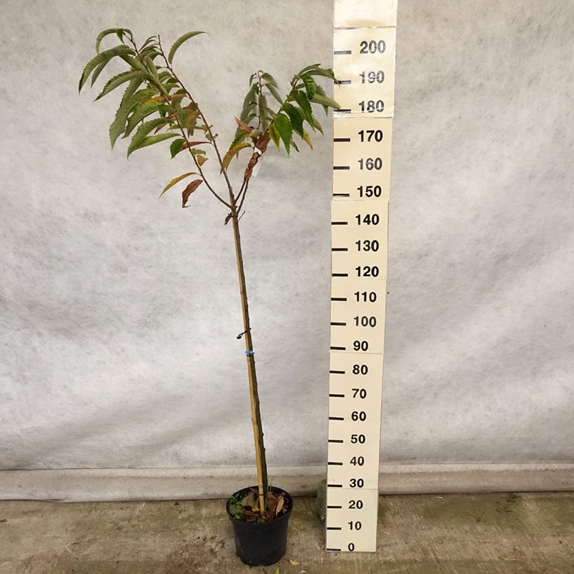 Exemplar von Esskastanie Maraval - Castanea sativa Topf mit 12L/15LGelieferte Höhe ca. 180/200cm wie im Herbst geliefert