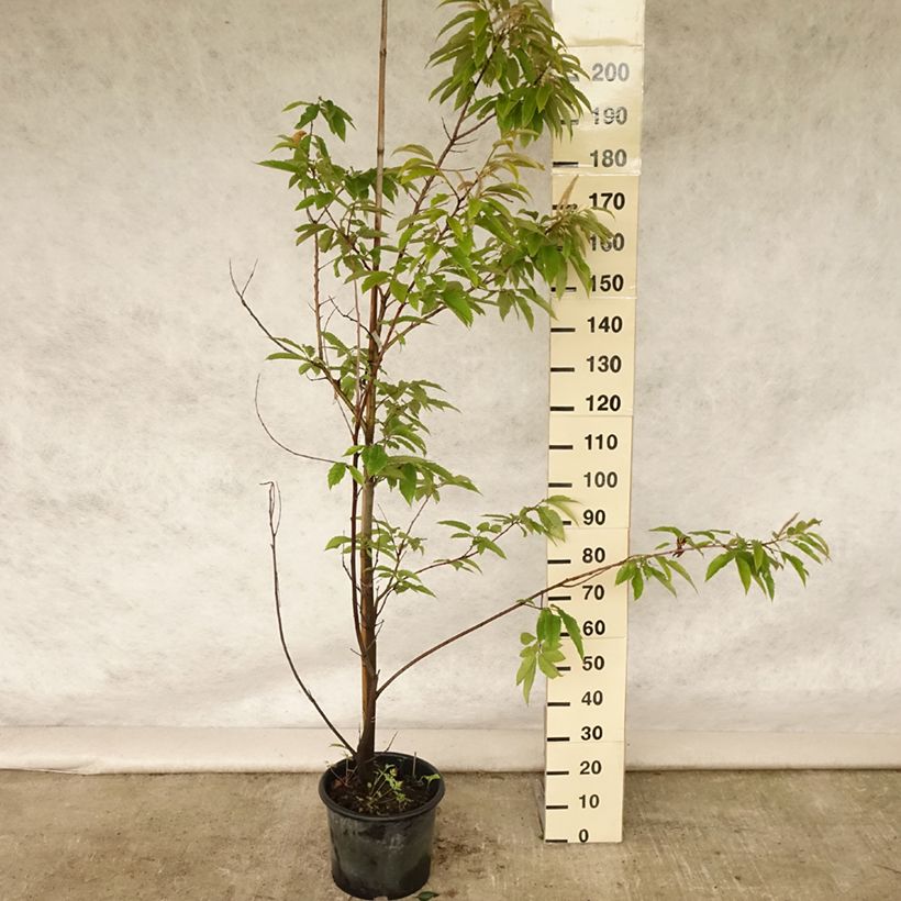 Exemplar von Esskastanie Marigoule - Castanea sativa Topf mit 7,5L/10L, Stämmchen wie im Sommer geliefert
