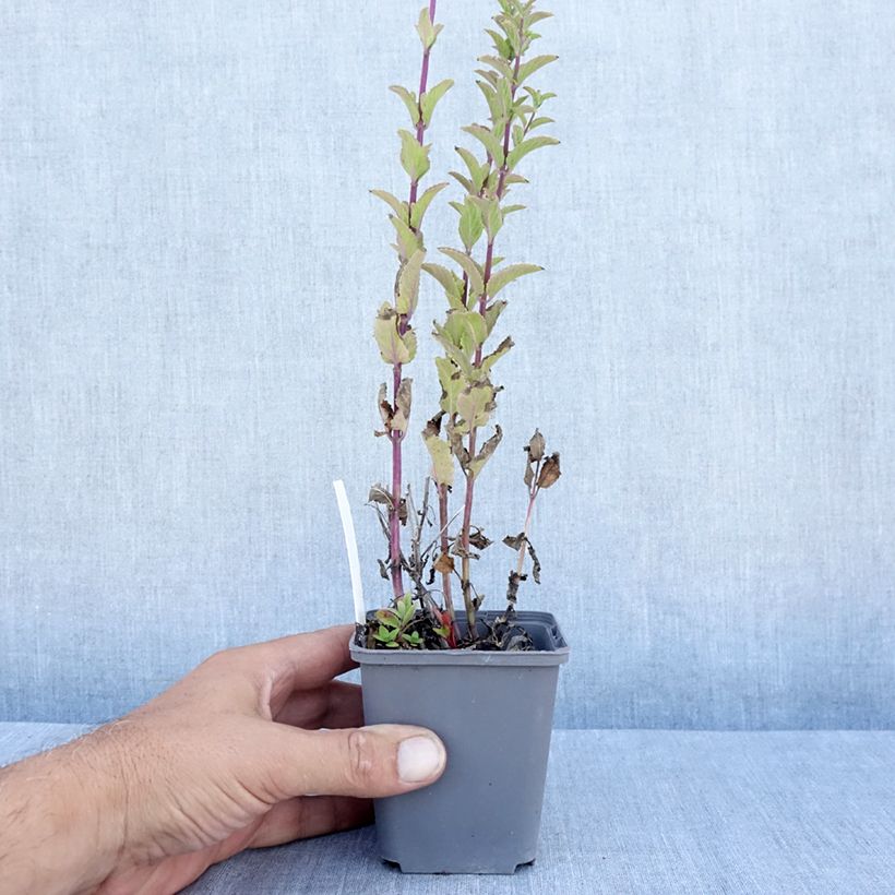Exemplar von Kahle Katzenminze Anne's Choice - Nepeta nuda Kleine Töpfe von 8/9 cm wie im Sommer geliefert