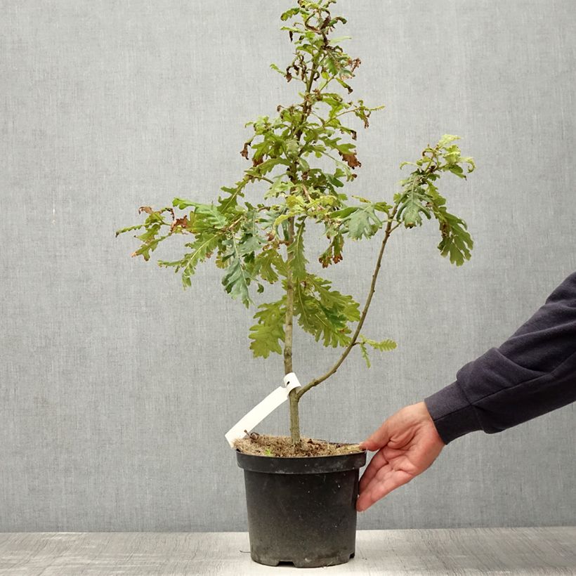 Exemplar von Quercus frainetto - Ungarische Eiche Topf mit 4L/5L wie im Sommer geliefert