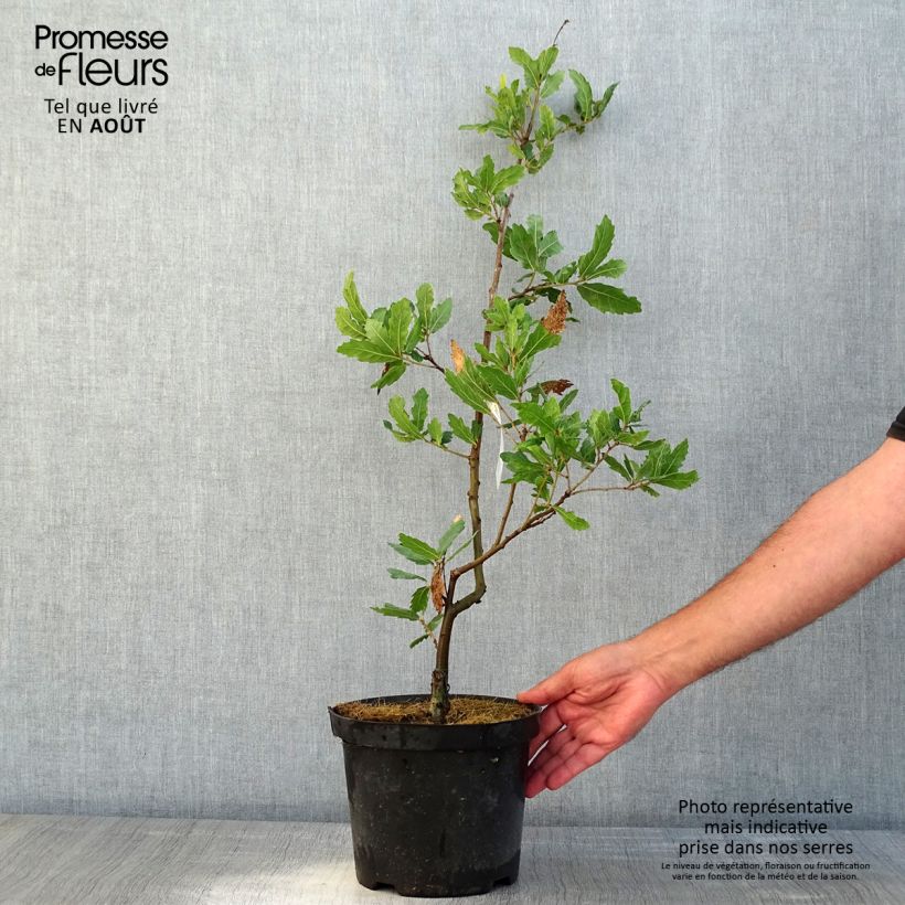 Exemplar von Quercus turneri var.pseudoturneri Spencer Turner - Turner-Eiche Topf mit 4L/5L wie im Sommer geliefert