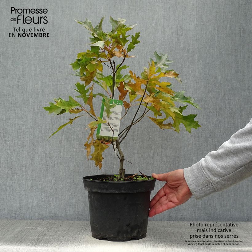 Exemplar von Quercus palustris Isabel - Sumpf-Eiche Topf mit 4L/5L wie im Herbst geliefert