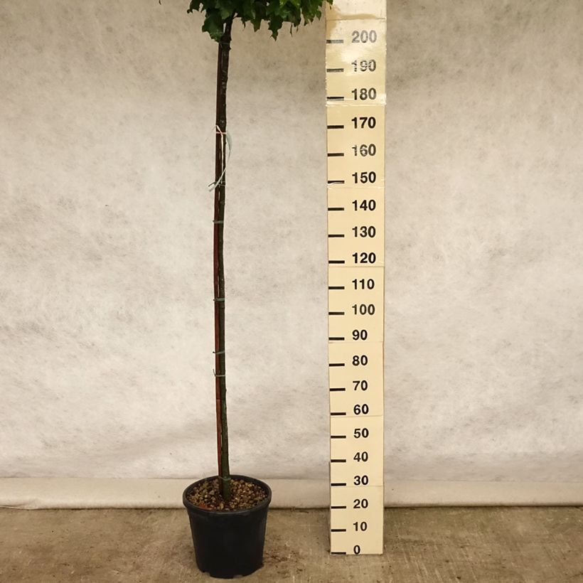 Exemplar von Quercus palustris Green Dwarf - Sumpf-Eiche Topf mit 18L/20L wie im Sommer geliefert