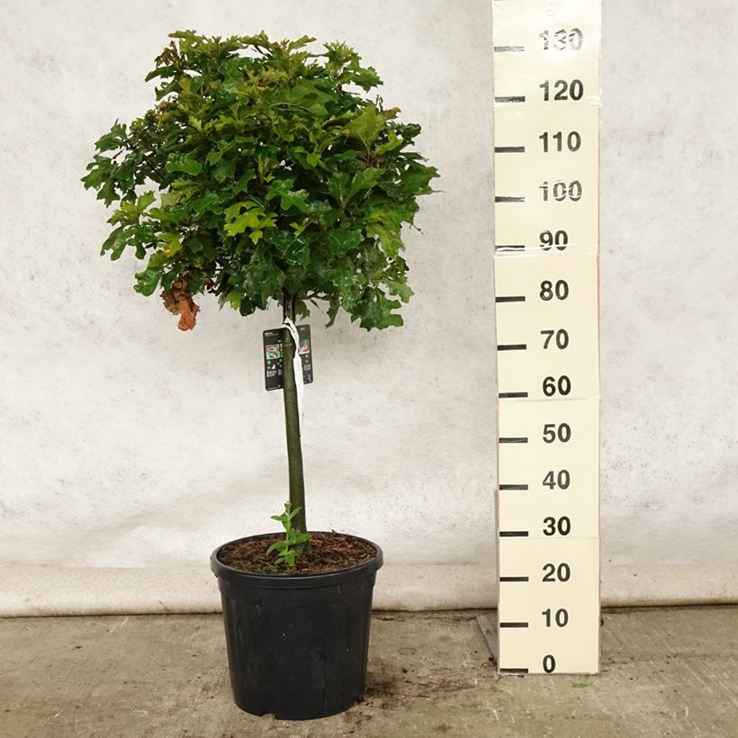 Exemplar von Quercus palustris Green Dwarf - Sumpf-Eiche Topf mit 18L/20L wie im Sommer geliefert
