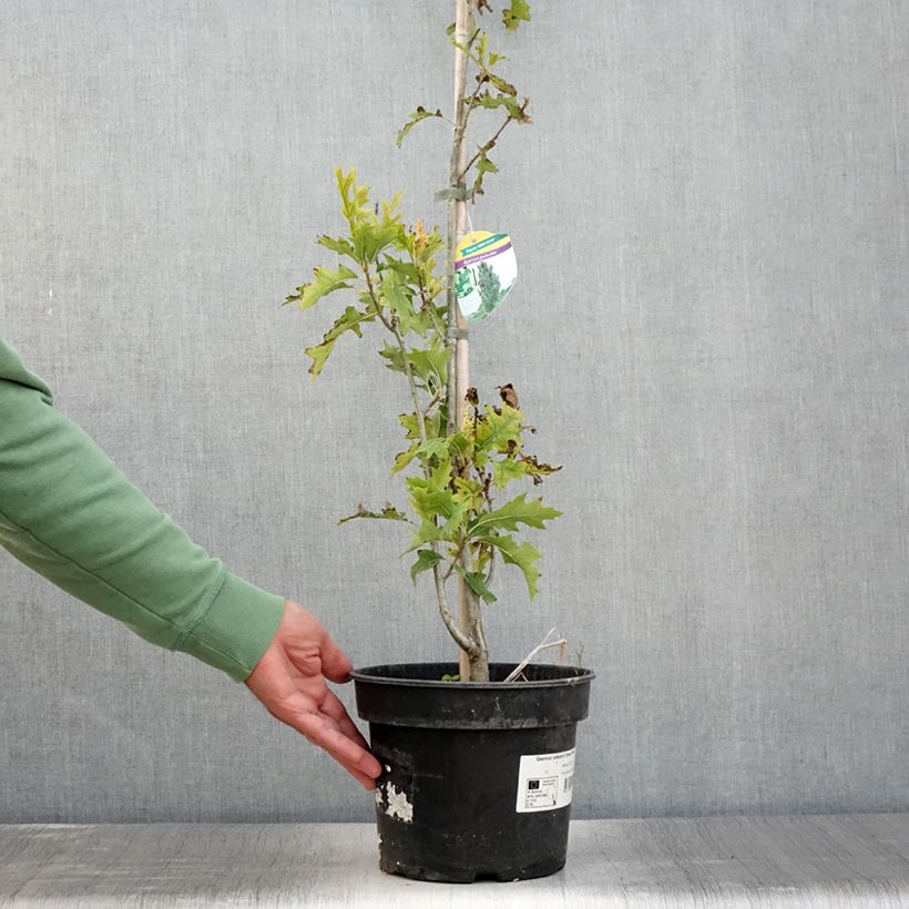 Exemplar von Quercus palustris Green Pillar 'Pringreen - Sumpf-Eiche Topf mit 4L/5L wie im Sommer geliefert