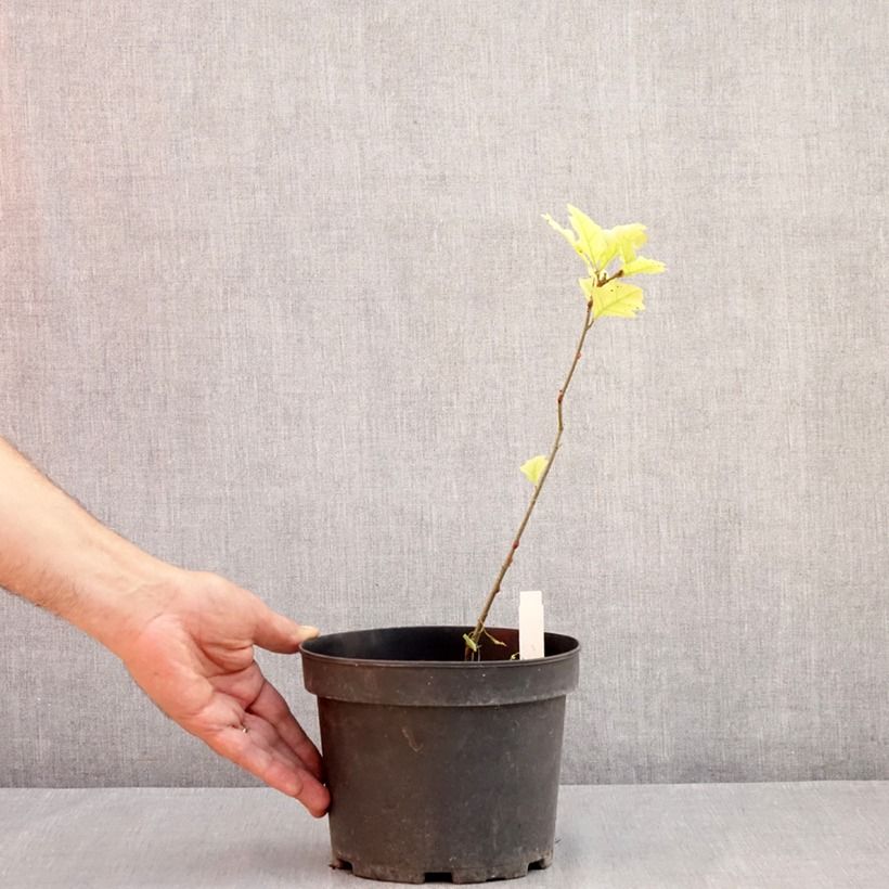 Exemplar von Quercus palustris - Sumpf-Eiche Topf mit 3L/4L wie im Sommer geliefert