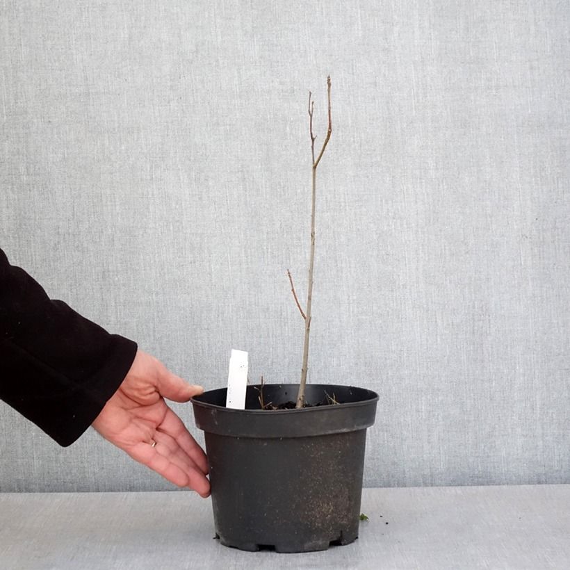 Exemplar von Quercus palustris - Sumpf-Eiche Topf mit 3L/4LGelieferte Höhe ca. 40/60cm wie im Frühjahr geliefert