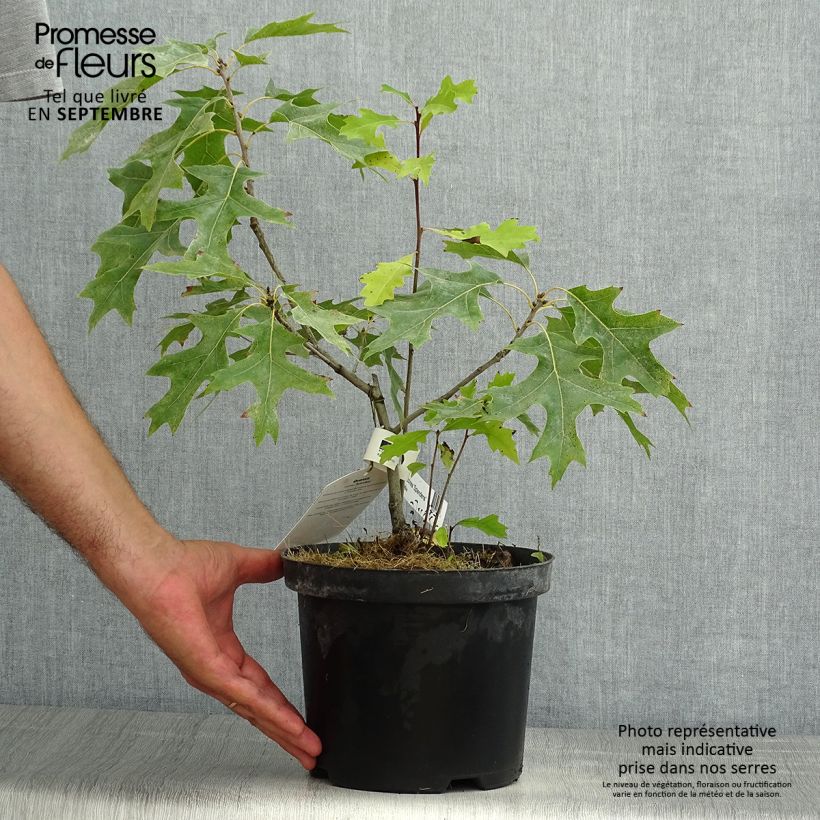 Exemplar von Quercus coccinea Splendens - Scharlach-Eiche Topf mit 4L/5L wie im Sommer geliefert