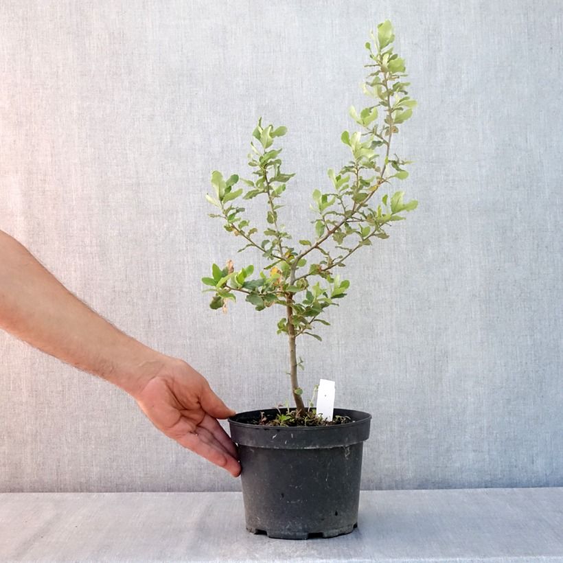 Exemplar von Quercus suber - Kork-Eiche Topf mit 3L/4L wie im Sommer geliefert