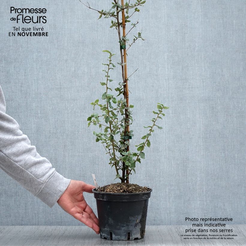 Exemplar von Quercus suber - Kork-Eiche Topf mit 3L/4L wie im Herbst geliefert