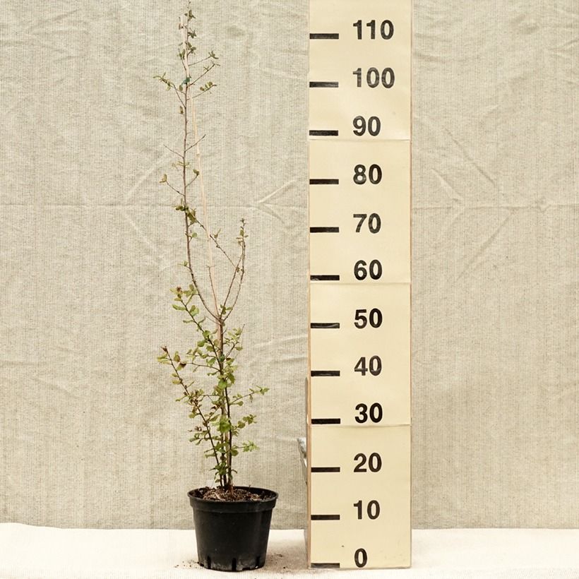 Exemplar von Quercus suber - Kork-Eiche Topf mit 3L/4L wie im Frühjahr geliefert