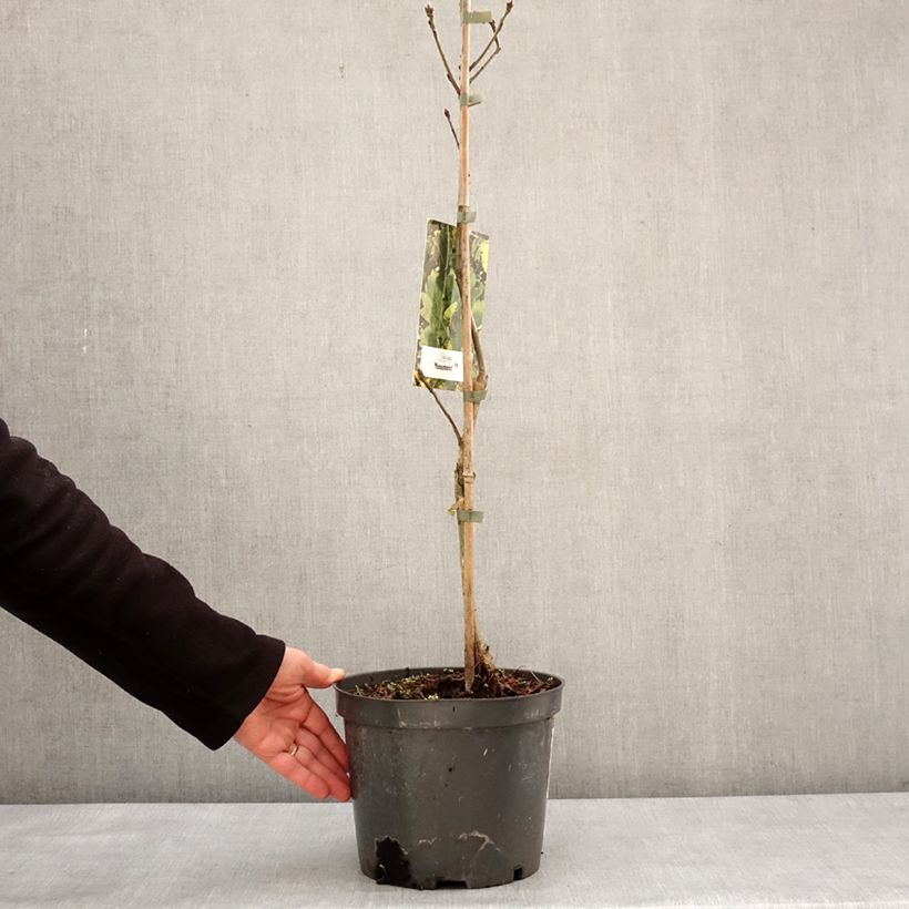 Exemplar von Quercus robur Monument - Stiel-Eiche Topf mit 4L/5L wie im Winter geliefert